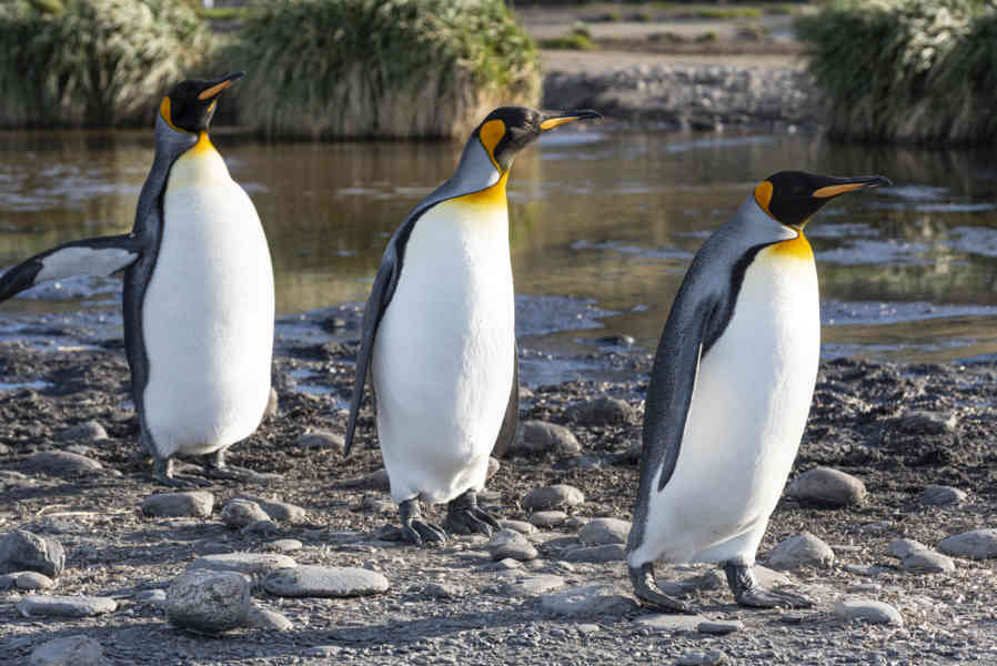 Pingüino Rey - islas Georgias del Sur 068.jpg